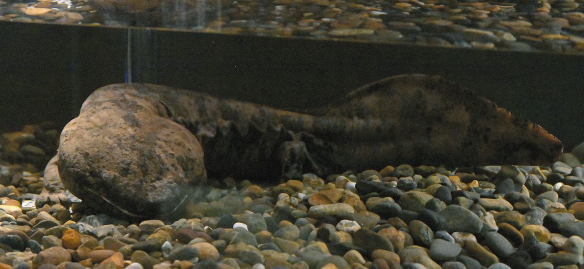 絶滅？ 実は日本で生きていた「スライゴオオサンショウウオ