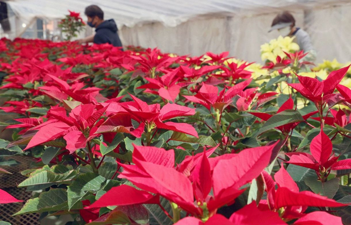 クリスマスシーズンに向け、出荷準備が大詰めを迎えたポインセチア＝２７日、東京都江戸川区の真利子農園で（木口慎子撮影）