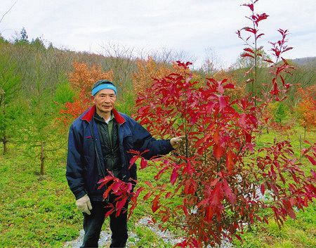 木を植える 1 芽吹きの春 抱く希望 東京新聞 Tokyo Web 木を植える 1 芽吹きの春 抱く希望 東京新聞 Tokyo Web