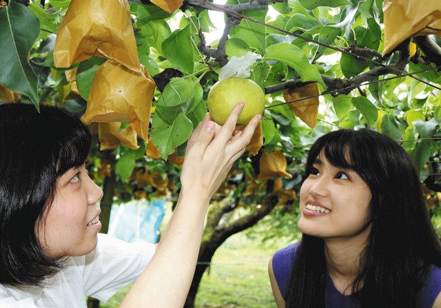 食卓ものがたり みずみずしい甘さ堪能 ナシ 岐阜県美濃加茂市 東京新聞 Tokyo Web