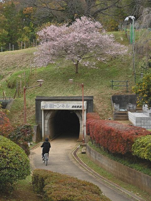 早咲きの桜が咲く赤堀トンネルの入り口