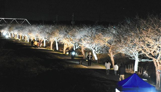 未来は変わる ちばのSDGs＞八千代の新川千本桜 エコな明かりで夜桜見物