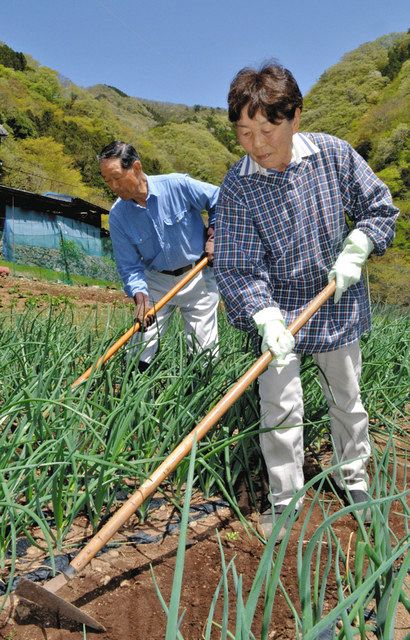 自宅横の畑でネギ栽培の作業をする工藤光子さん（右）と孝雄さん＝群馬県南牧村で