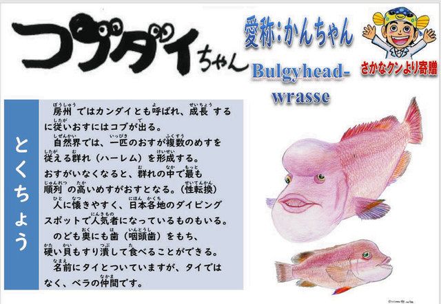 渚の駅”たてやま 「ギョ（魚）名板」導入 さかなクンのイラスト活用