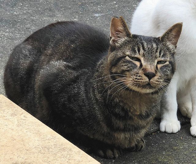 地域でかわいがられていた猫のうちの一匹＝東京都葛飾区で（山口忍さん提供）