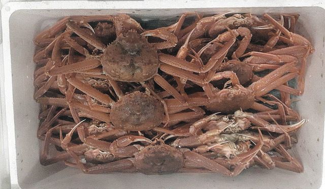 北の海に異変！オオズワイガニが大量発生…コスパ最高でも漁師が「邪魔 