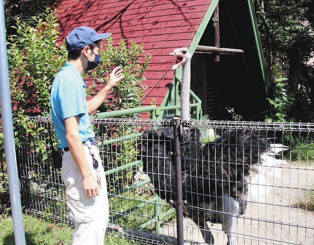 なぜか同性の人間狙って求愛ダンス 雄のダチョウ クランキー 静岡 日本平動物園 東京新聞 Tokyo Web