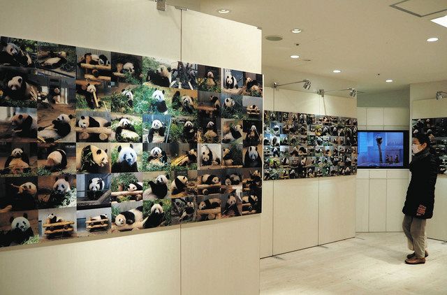 シャンシャン ずーっと大好きだよ 返還機に写真展や関連商品 松坂屋