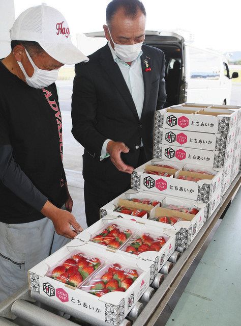酸味少ない新品種 とちあいか食卓へ 真岡市のｊａで出荷始まる 東京新聞 Tokyo Web