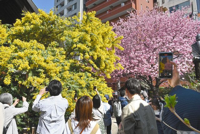 境内で鮮やかに咲きそろったミモザと早咲きの桜＝台東区の蔵前神社で