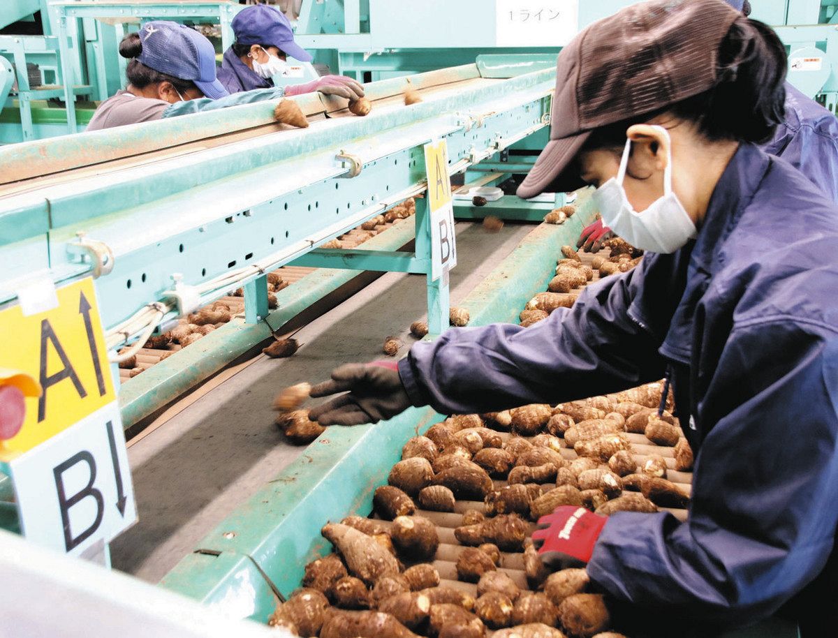 埼玉特産のサトイモ収穫の秋 「土垂」や「蓮葉」ねっとりとした舌触り