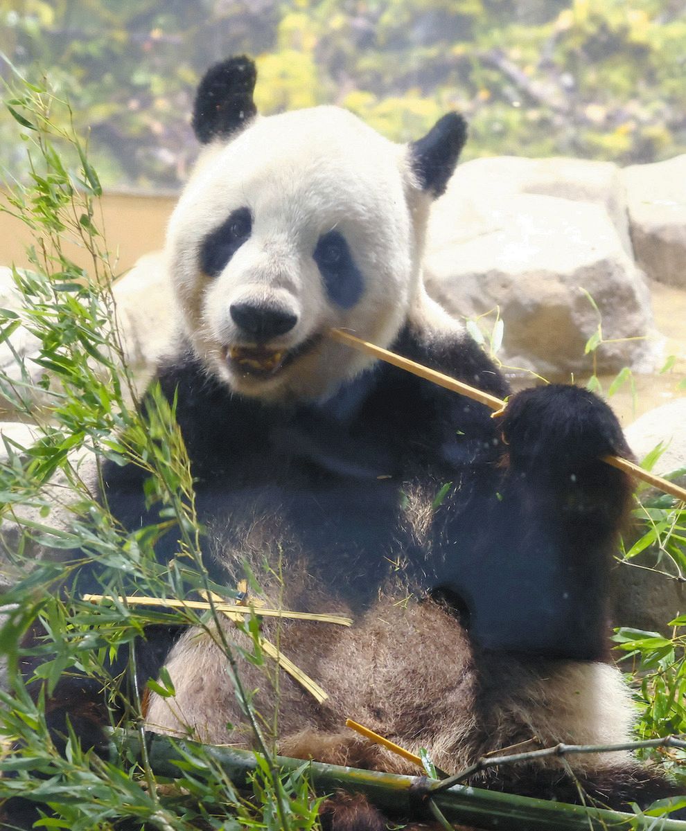 竹をほおばるジャイアントパンダの雄リーリー＝東京都台東区の上野動物園で