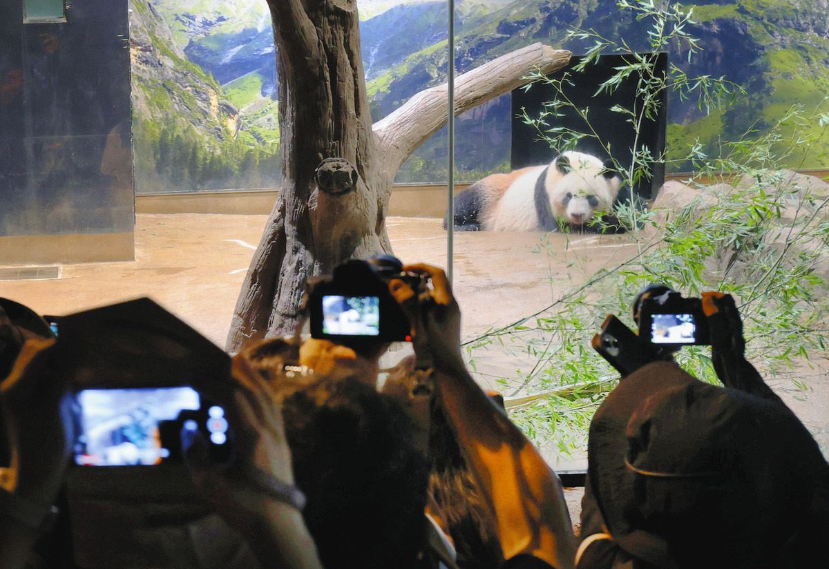 中国に返還されるジャイアントパンダのシンシン＝東京都台東区の上野動物園で