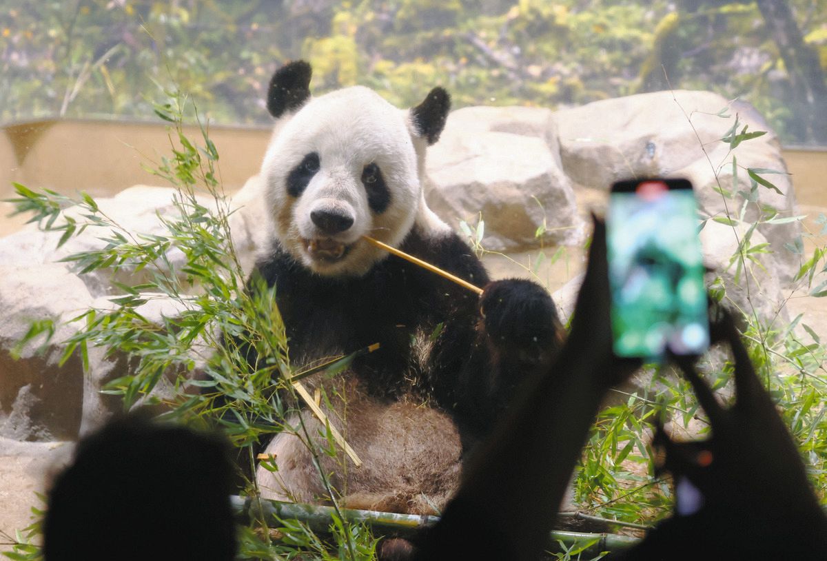 竹をほおばるジャイアントパンダの雄リーリー＝東京都台東区の上野動物園で