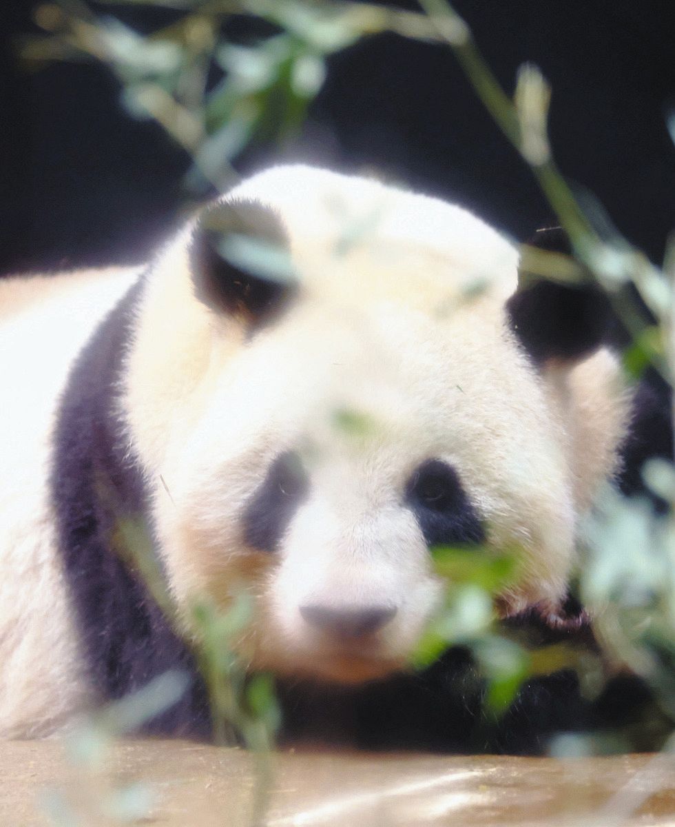 ジャイアントパンダの雌シンシン＝東京都台東区の上野動物園で