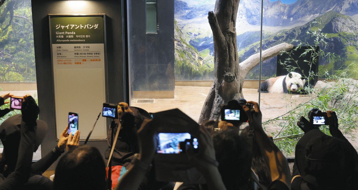 多くの来園者が訪れ撮影される、中国への返還が決まったジャイアントパンダの雌シンシン＝東京都台東区の上野動物園で（布藤哲矢撮影）