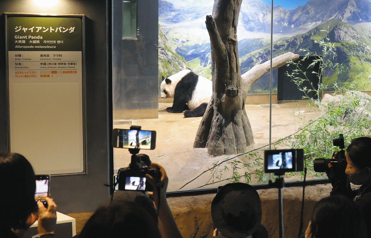 多くの来園者が訪れ撮影される、中国への返還が決まったジャイアントパンダの雌シンシン＝東京都台東区の上野動物園で