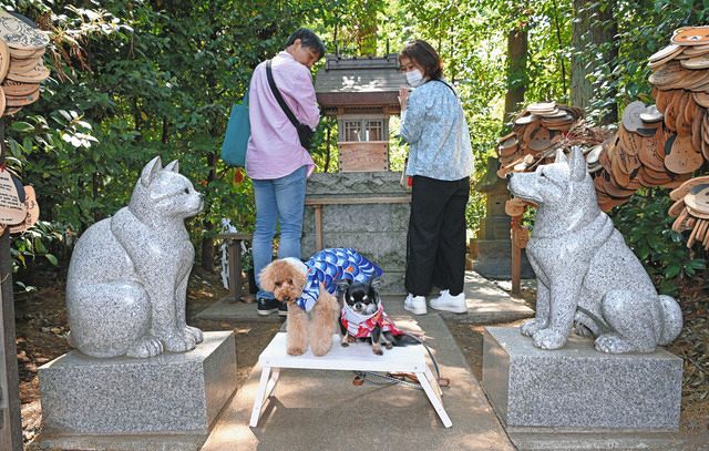 愛犬、愛猫とお参りできる神社が人気、その名も… 立ち入り禁止が多い中