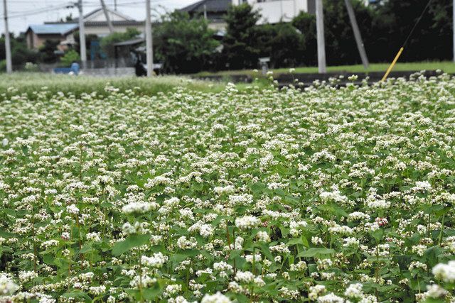 かれん 夏ソバの花 加須で見ごろ 東京新聞 Tokyo Web かれん 夏ソバの花 加須で見ごろ 東京新聞 Tokyo Web