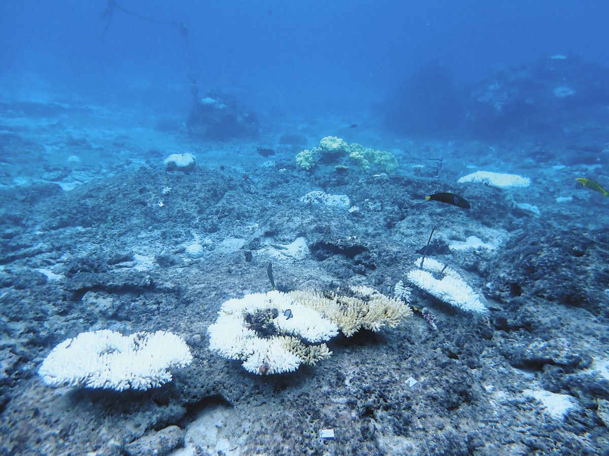 沖縄サンゴの危機知って 移植の8割死滅 サンシャイン水族館、保全