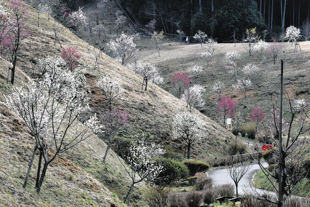 復活への願い胸に観賞 青梅「梅の公園」で見頃 09年ウイルス感染→1700本伐採:東京新聞 TOKYO Web