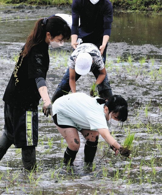 コレクション 深谷 市立 川本 南 小学校