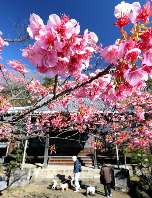 濃いピンク色の花で、早咲きの土肥桜（といざくら）が21日、伊豆市土肥で見頃を迎えている。20日から土肥桜まつりが始まり、一足早い春の色に染まっている。まつりは2月6日、見頃は10日ごろまで=2021年1月21日、伊豆市土肥の万福寺で（立浪基博撮影）