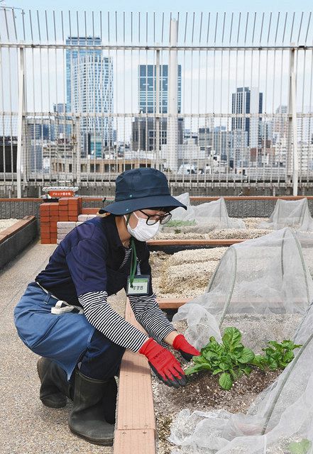 高層ビルに囲まれた「アトレ恵比寿」の屋上にある菜園＝渋谷区で