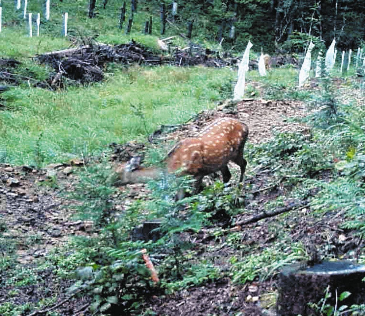 栃木県の獣類による林業被害 27％増の2億3000万円 23年度：東京新聞 TOKYO Web