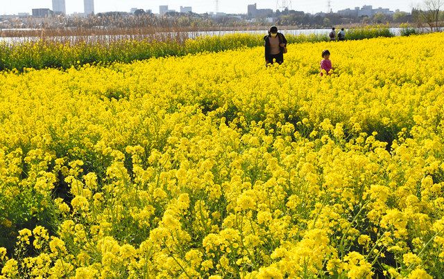 我孫子の手賀沼畔に黄色いじゅうたん 菜の花が見頃に 東京新聞 Tokyo Web 我孫子の手賀沼畔に黄色いじゅうたん 菜の花が見頃に 東京新聞 Tokyo Web