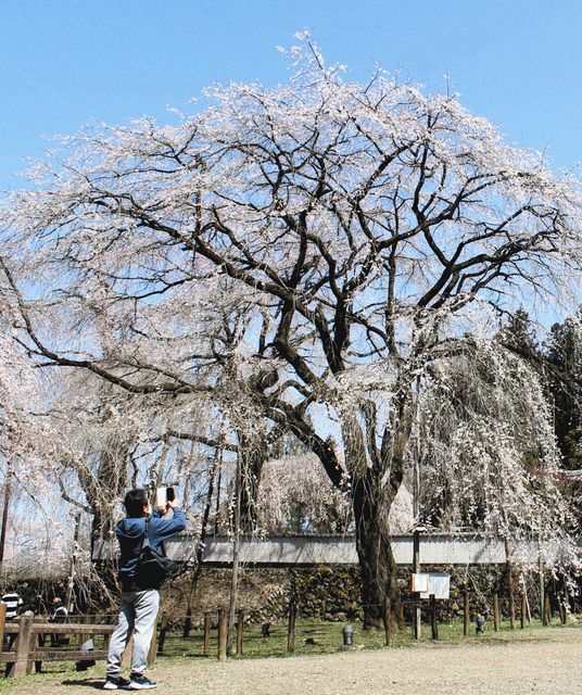 秩父点描 清雲寺 しだれ桜 色づく境内 東京新聞 Tokyo Web