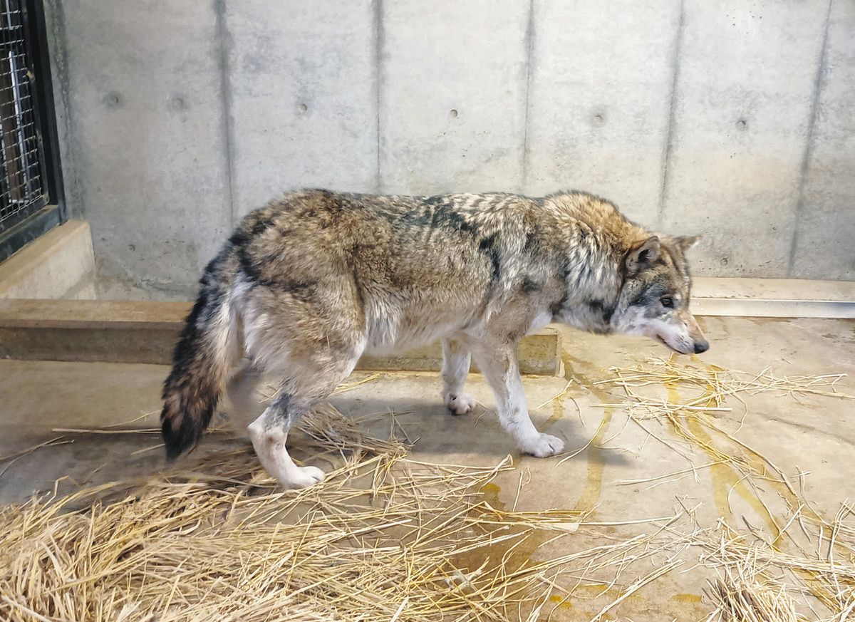 多摩 動物園 オオカミ