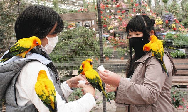 富士宮 富士花鳥園で鳥の総選挙 コガネメキシコインコが１票差ｖ 東京新聞 Tokyo Web