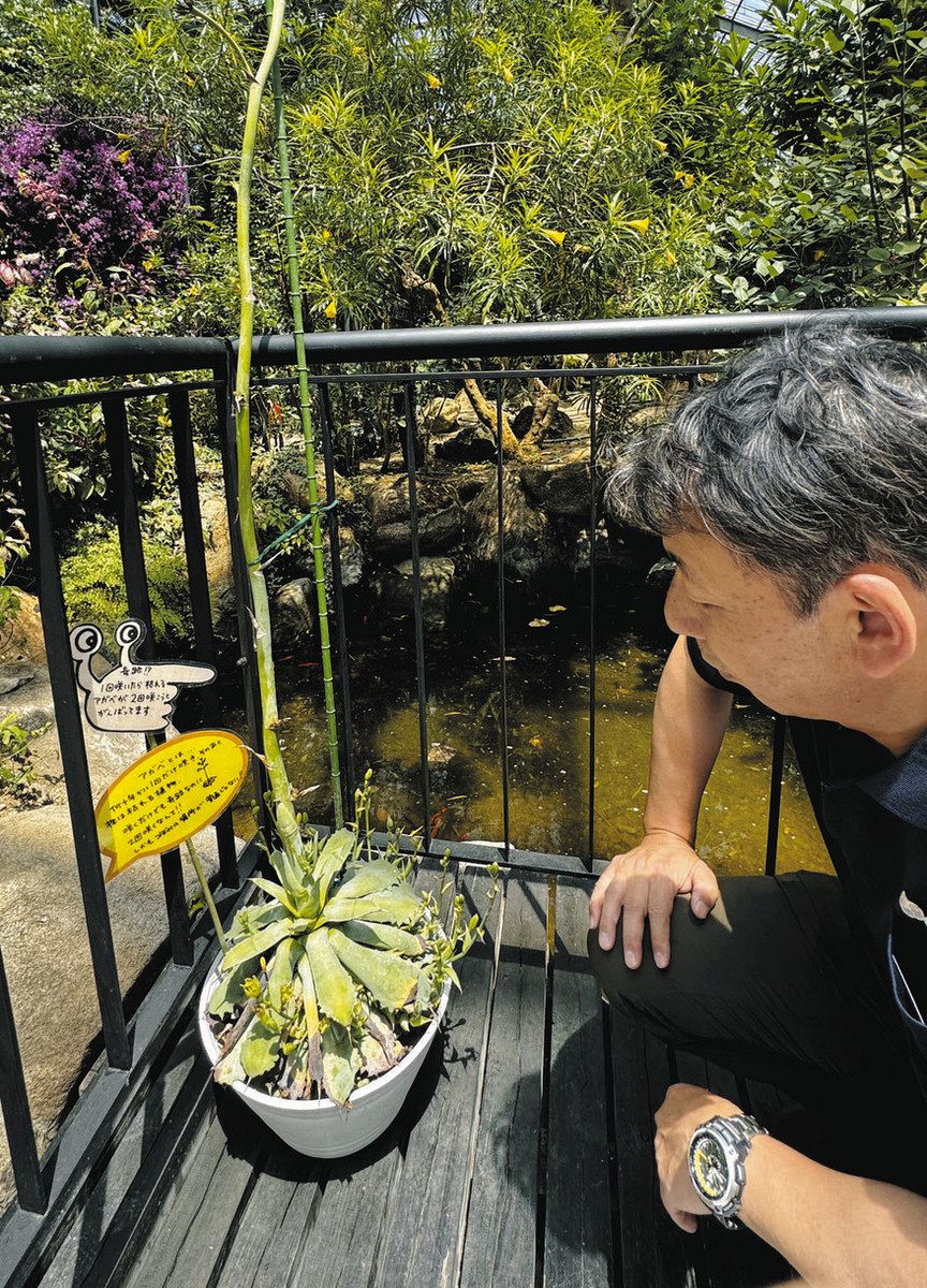 とちぎ花センターの「アガベ」 枯れずに再び開花：東京新聞デジタル