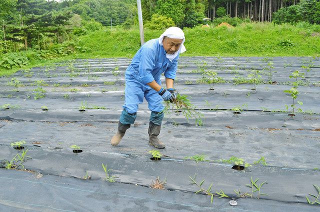 コットン畑で草取りをする永山進さん＝いわき市で
