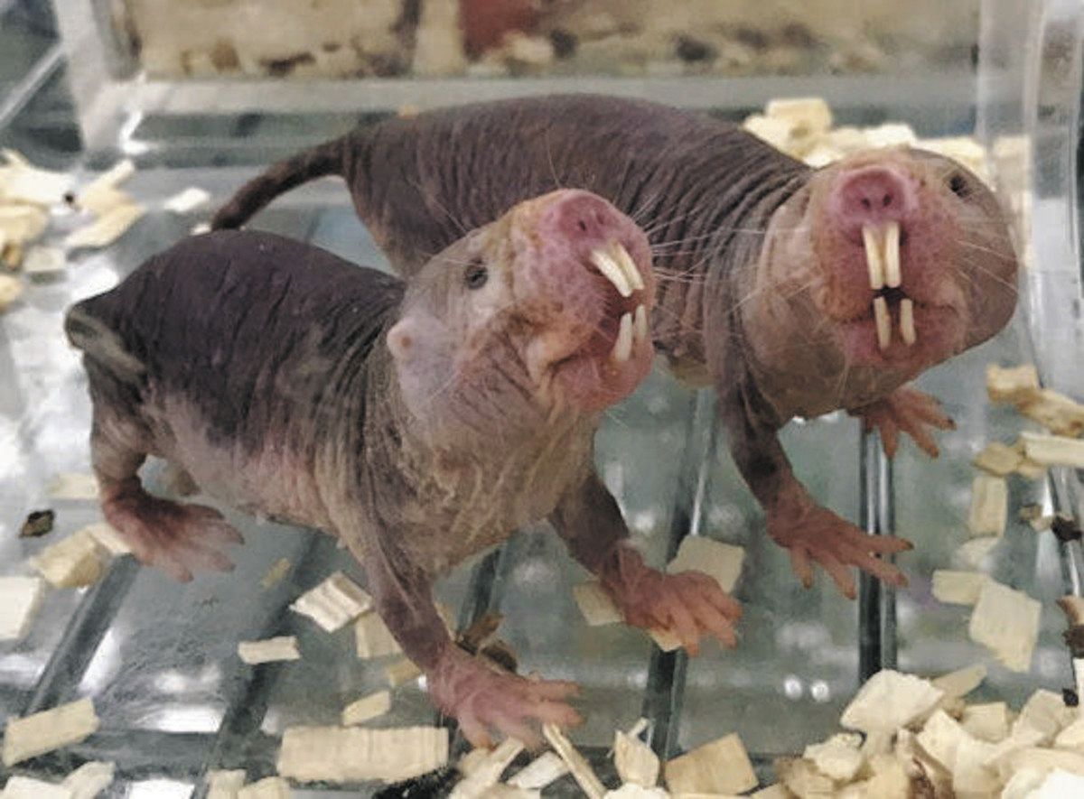 不老不死に挑む＞（4）動物から探る抗老化法 目指せ「ピンピンコロリ
