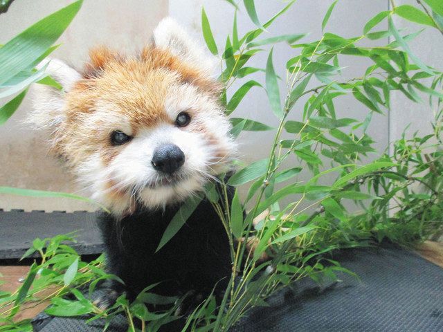 国内最高齢のレッサーパンダ死ぬ 多摩動物公園 東京新聞 Tokyo Web