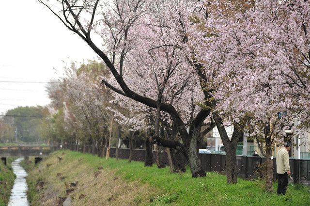 玉川上水堤のサクラ並木はヤマザクラのため、ソメイヨシノより開花が遅い＝小金井市で（３月３１日撮影）

