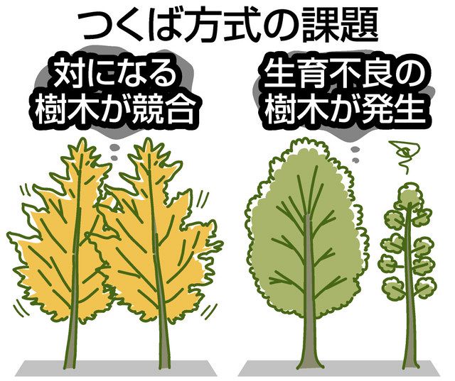 景観大丈夫 街路樹1707本伐採 筑波研究学園都市の大通り23 5キロ 東京新聞 Tokyo Web