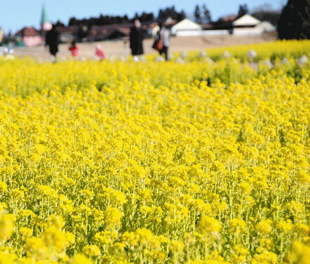 ついに来た 疎林への呼びだし 中2へ〜ふわふわした春：東京新聞デジタル
