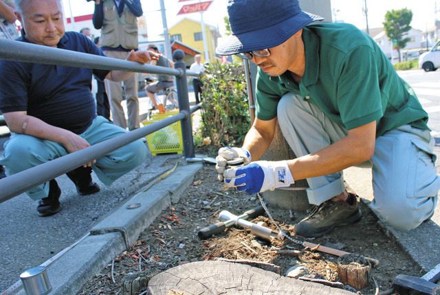 雑草がすごく、見栄えが悪かった」 ビッグモーターが除草剤使用を認める 東京や埼玉で店舗前の街路樹に異常：東京新聞デジタル