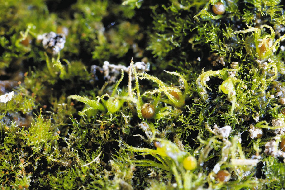木・草・こけだより 自然博物館から＞（7）田んぼに生えるコケ：東京