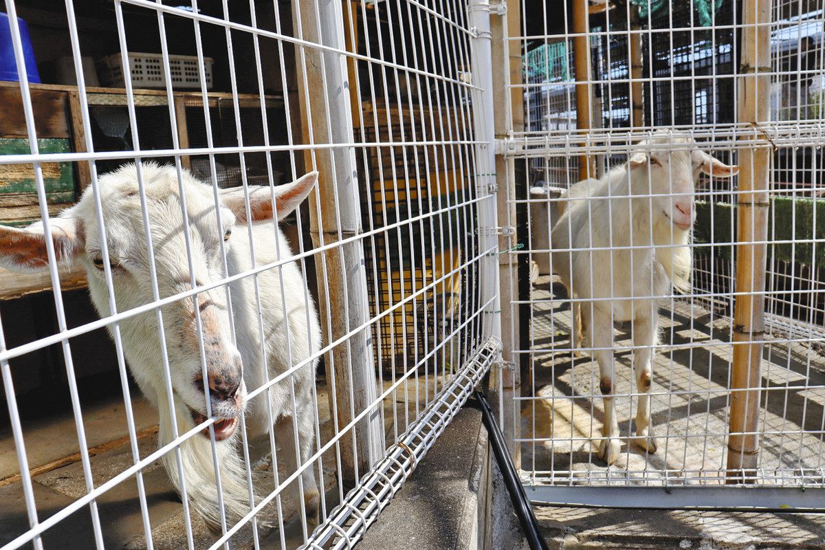 姉妹ヤギ 命の尊さ伝えたい 戸塚駅近く 飼い主・片山さん「子どもたち