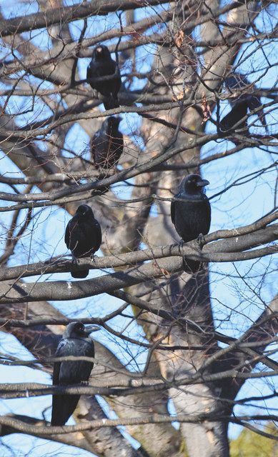 木の枝で羽を休めるカラスの群れ