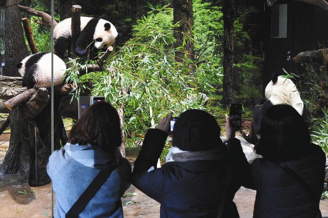 公開されたジャイアントパンダの親子を観覧する人たち＝12日午前、東京・上野動物園で（東京動物園協会提供）