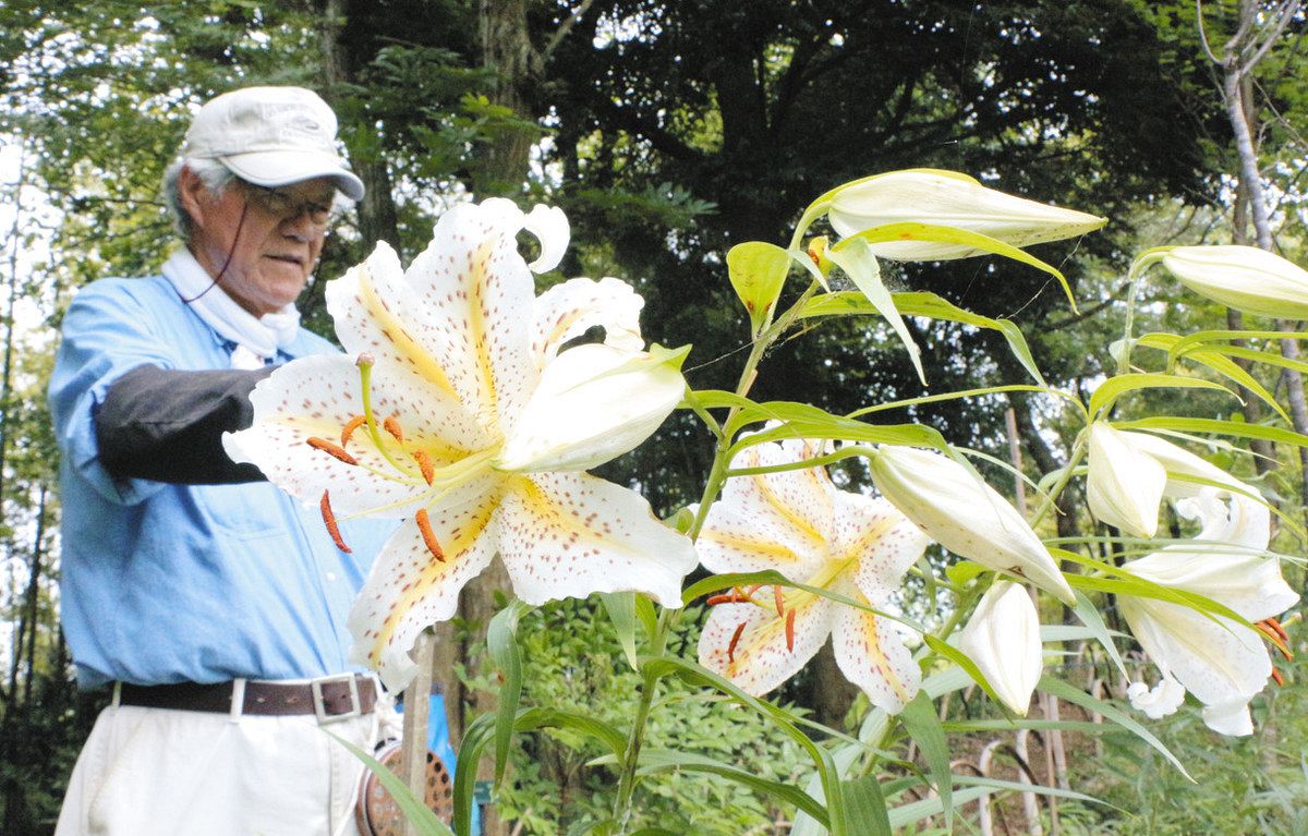 大平野生植物園で見頃を迎えたヤマユリ＝利根町で 