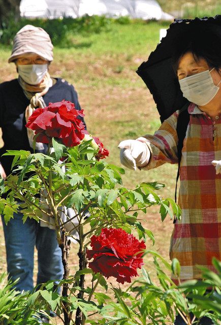 牡丹 Clicvendas Com