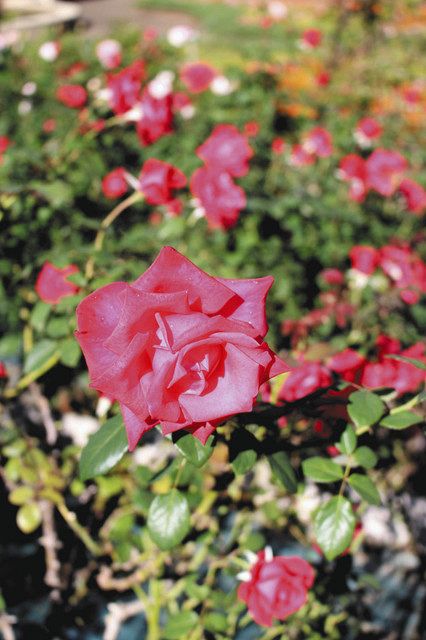 鮮やか 秋のバラ 狭山 都市緑化植物園で見頃 東京新聞 Tokyo Web