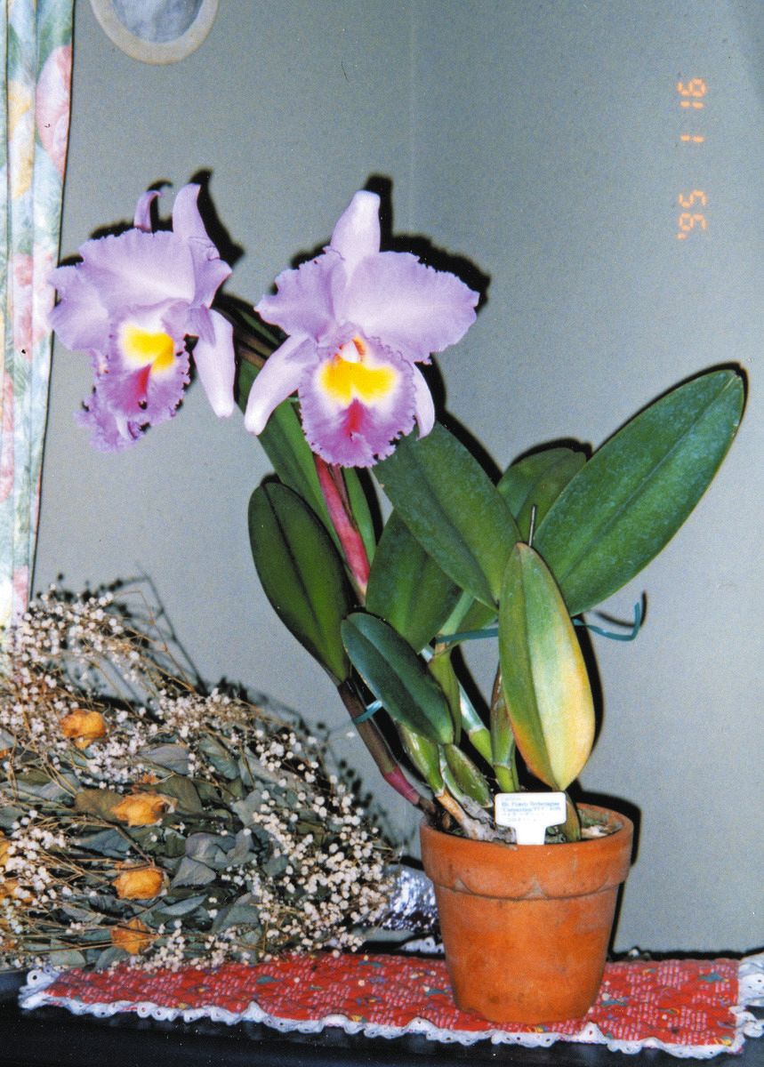 阪神大震災を耐えたカトレア、富山の植物園へ 神戸の愛好家が栽培続け