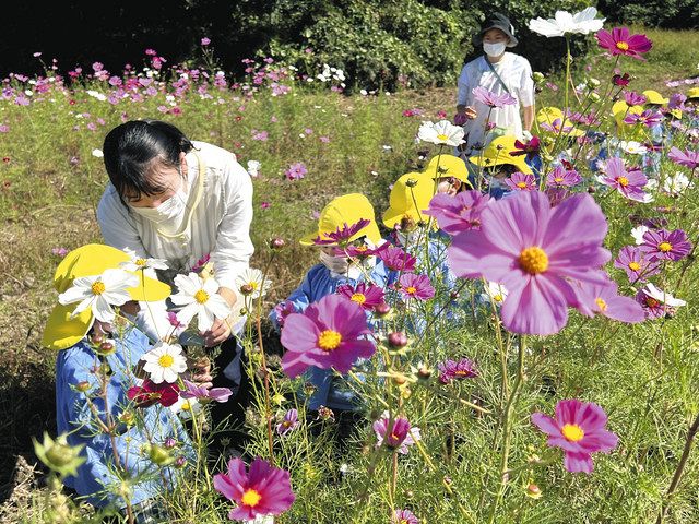薄紅に輝くコスモス 30万本満開 招待園児ら花摘み体験 藤本観音山古墳